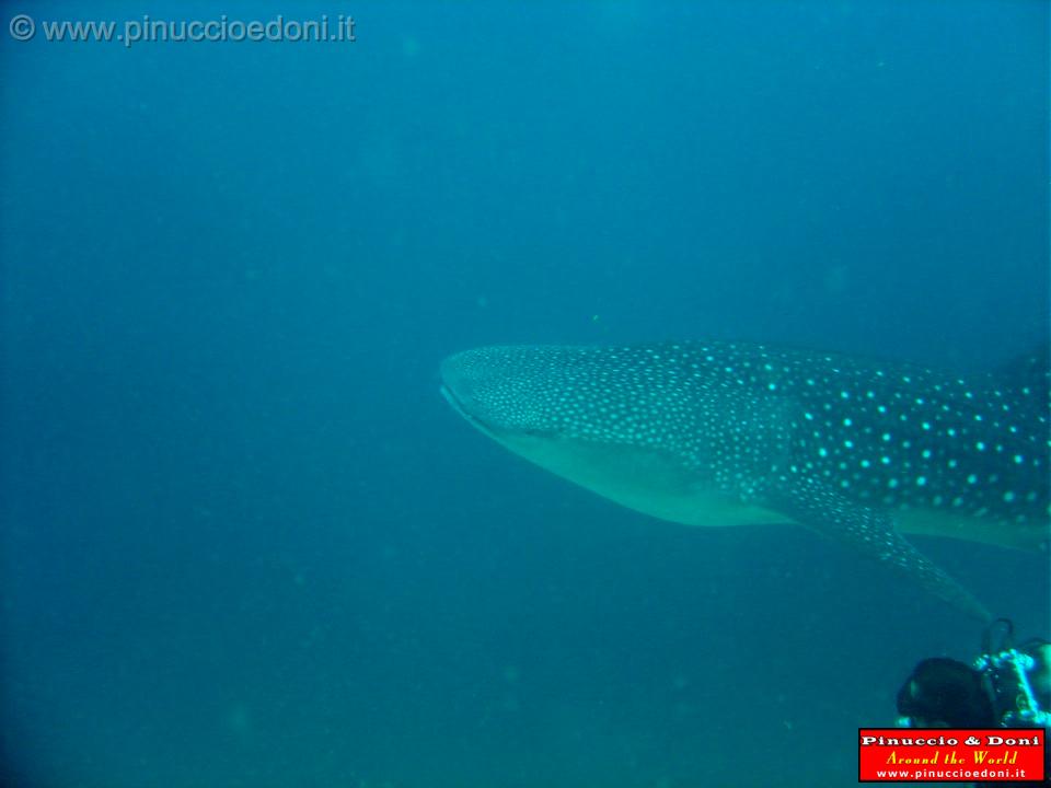 Djibouti - Pinuccio e Doni in immersione con Squalo Balena - 03.jpg